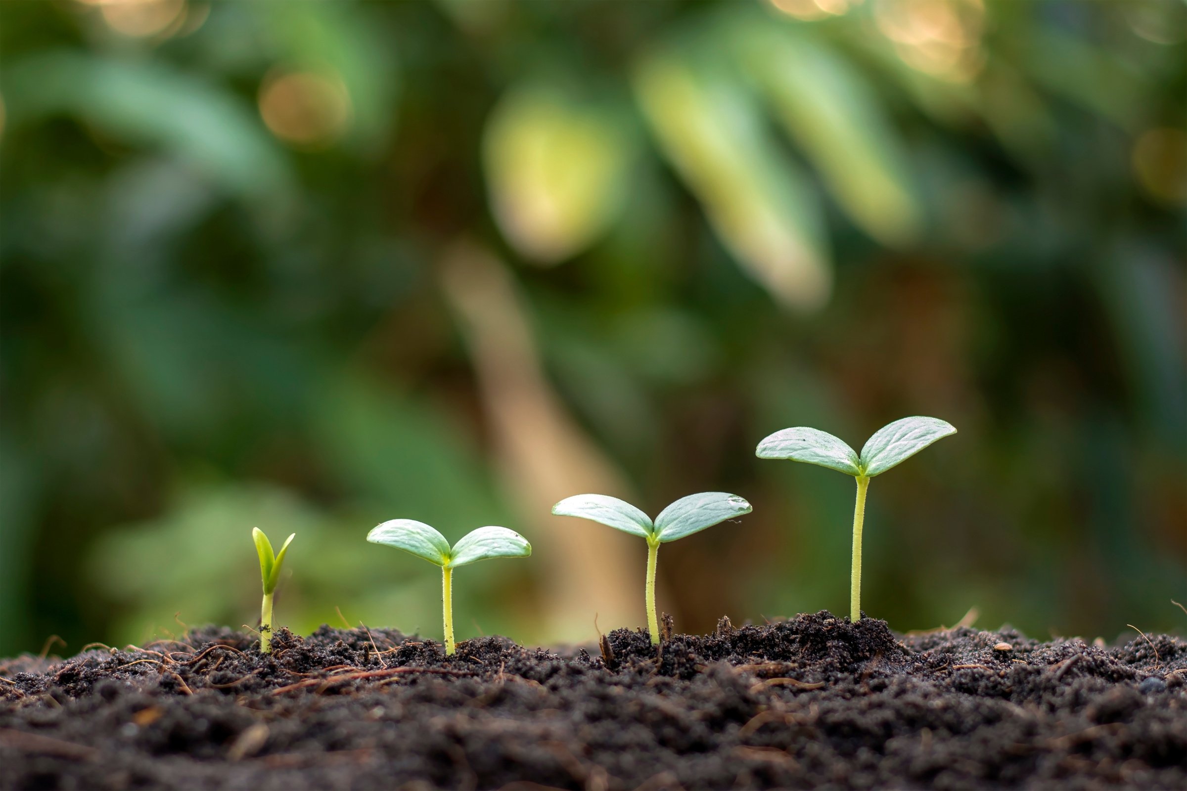 Small Sprouts Growing in the Soil